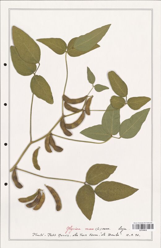 Glycine max  (Fabaceae)