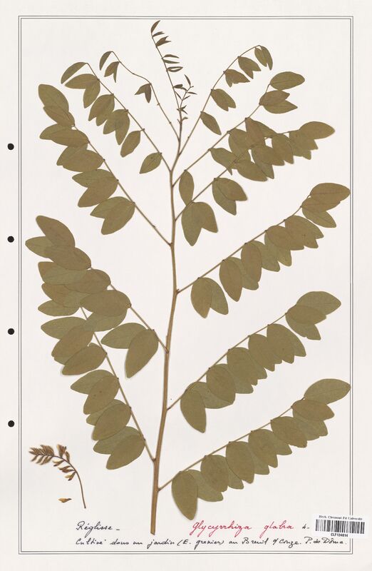 Glycyrrhiza glabra  (Fabaceae)