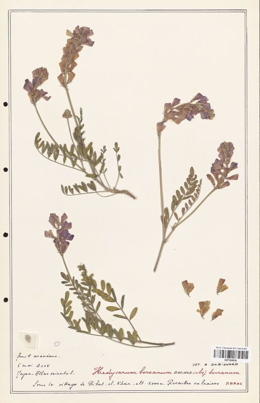 Hedysarum boveanum  (Fabaceae)