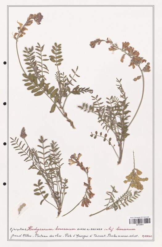 Hedysarum boveanum  (Fabaceae)