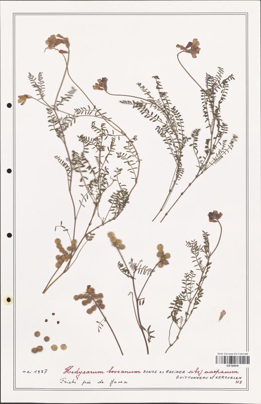 Hedysarum boveanum  (Fabaceae)
