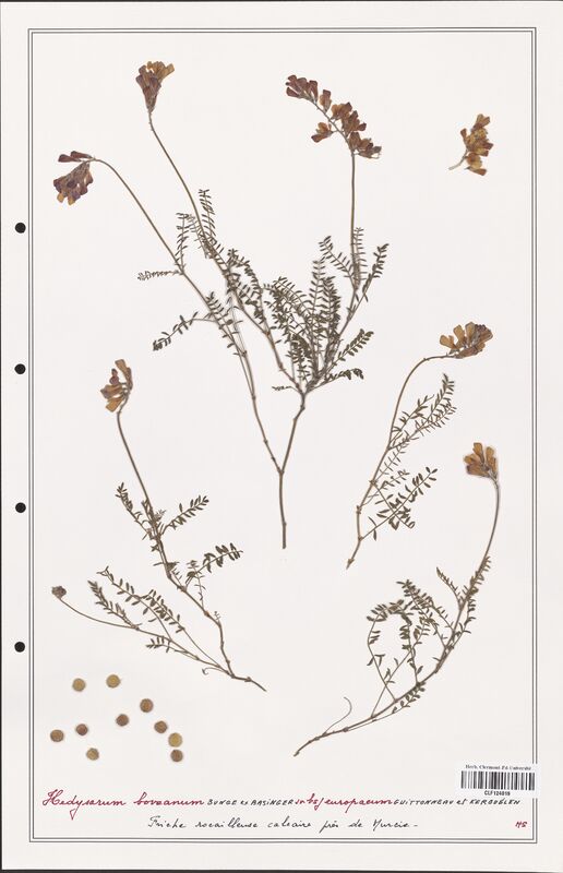 Hedysarum boveanum  (Fabaceae)