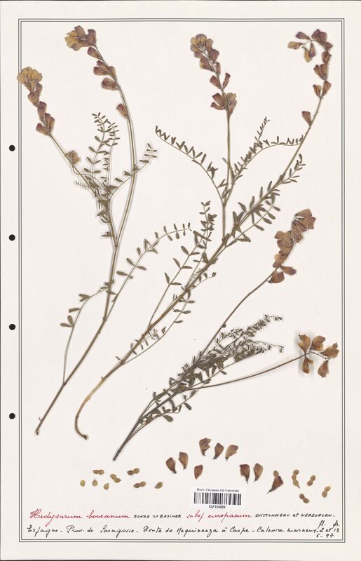 Hedysarum boveanum  (Fabaceae)