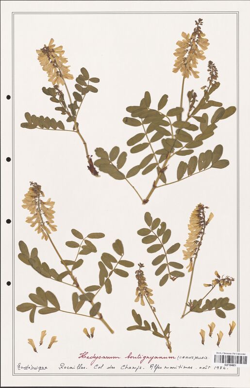 Hedysarum boutignyanum  (Fabaceae)
