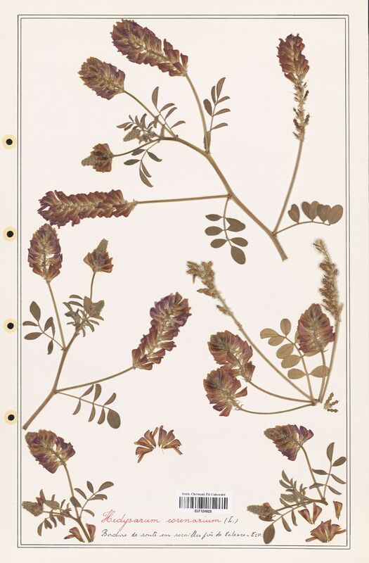 Hedysarum coronarium  (Fabaceae)