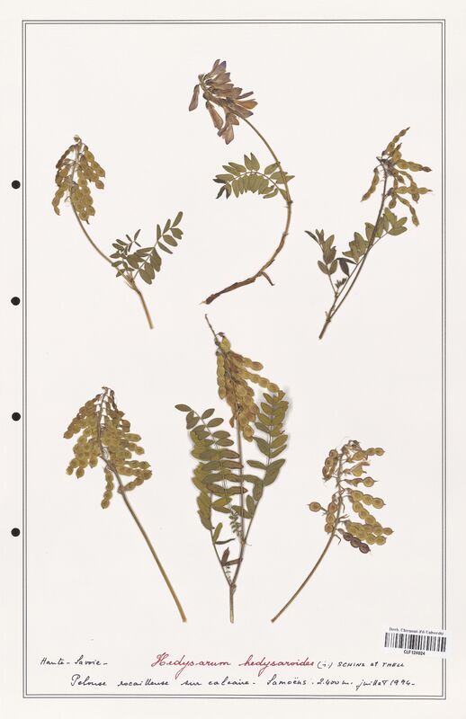 Hedysarum hedysaroides  (Fabaceae)