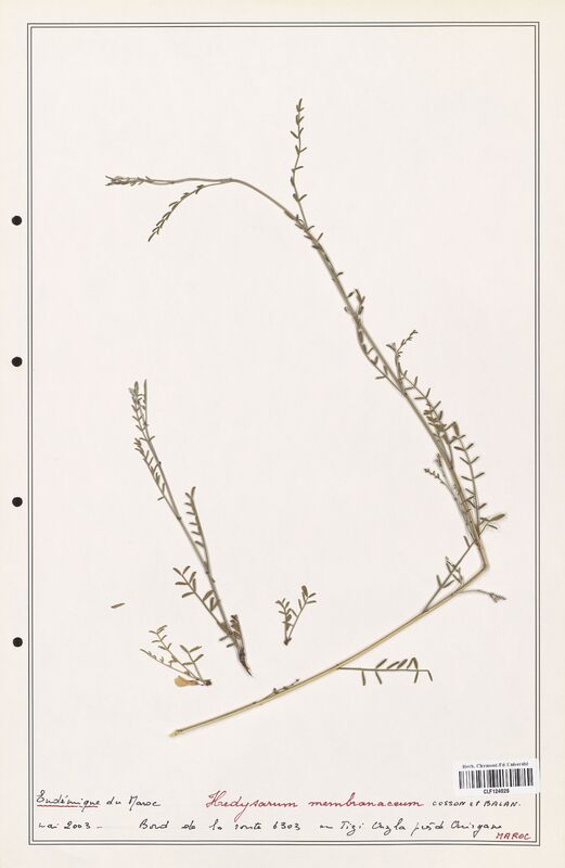 Hedysarum membranaceum  (Fabaceae)