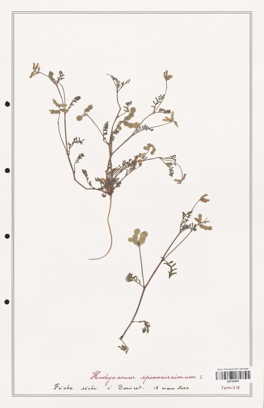 Hedysarum spinosissimum  (Fabaceae)