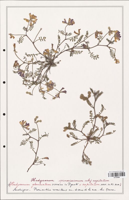 Hedysarum spinosissimum  (Fabaceae)