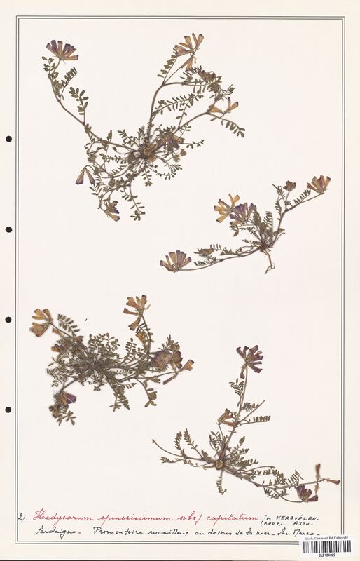 Hedysarum spinosissimum  (Fabaceae)