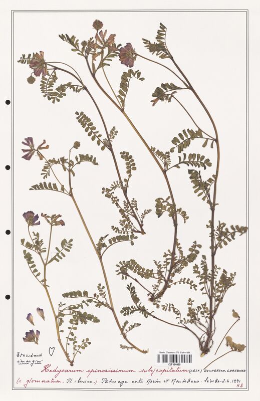 Hedysarum spinosissimum  (Fabaceae)