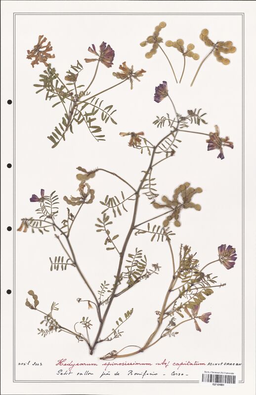 Hedysarum spinosissimum  (Fabaceae)