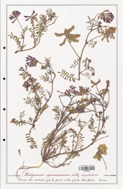 Hedysarum spinosissimum  (Fabaceae)