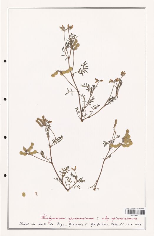 Hedysarum spinosissimum  (Fabaceae)