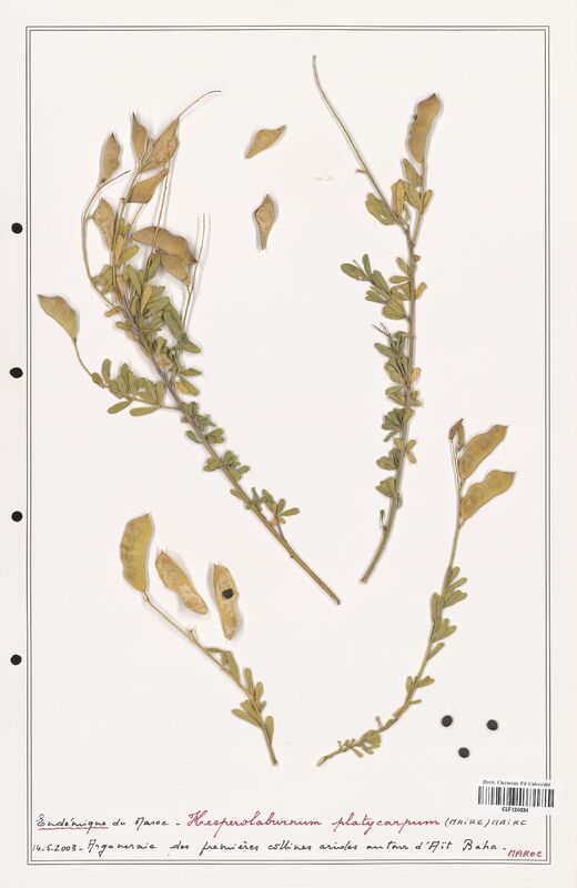 Hesperolaburnum platycarpum  (Fabaceae)