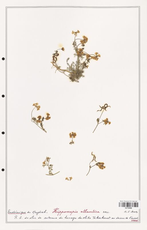 Hippocrepis atlantica  (Fabaceae)