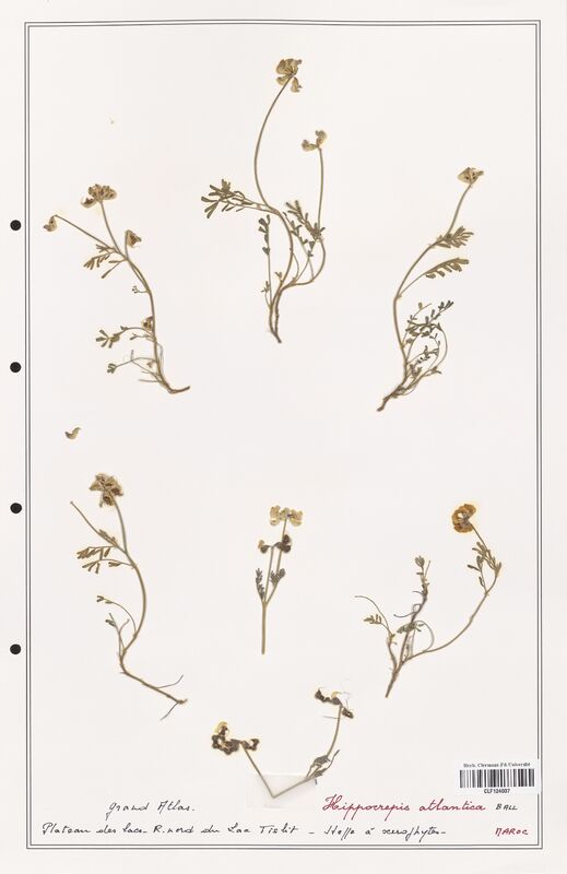 Hippocrepis atlantica  (Fabaceae)