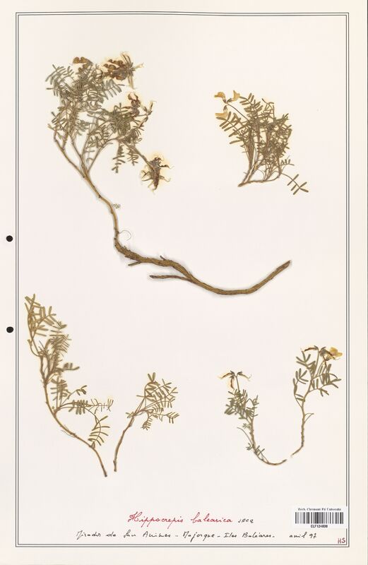 Hippocrepis balearica  (Fabaceae)