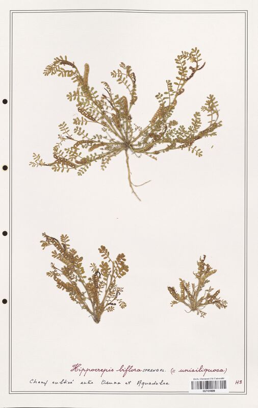 Hippocrepis biflora  (Fabaceae)