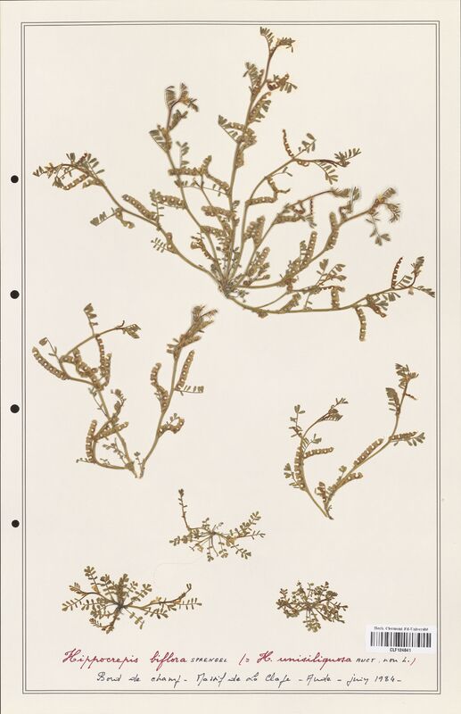 Hippocrepis biflora  (Fabaceae)