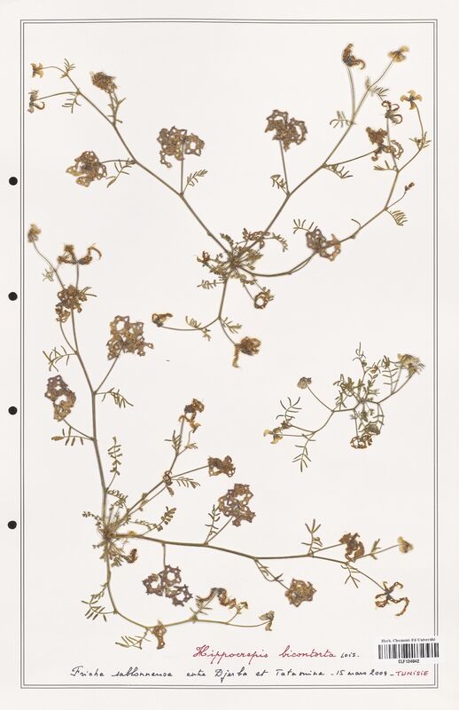 Hippocrepis bicontorta  (Fabaceae)