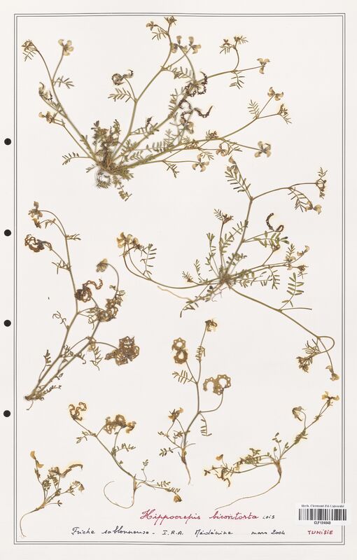 Hippocrepis bicontorta  (Fabaceae)