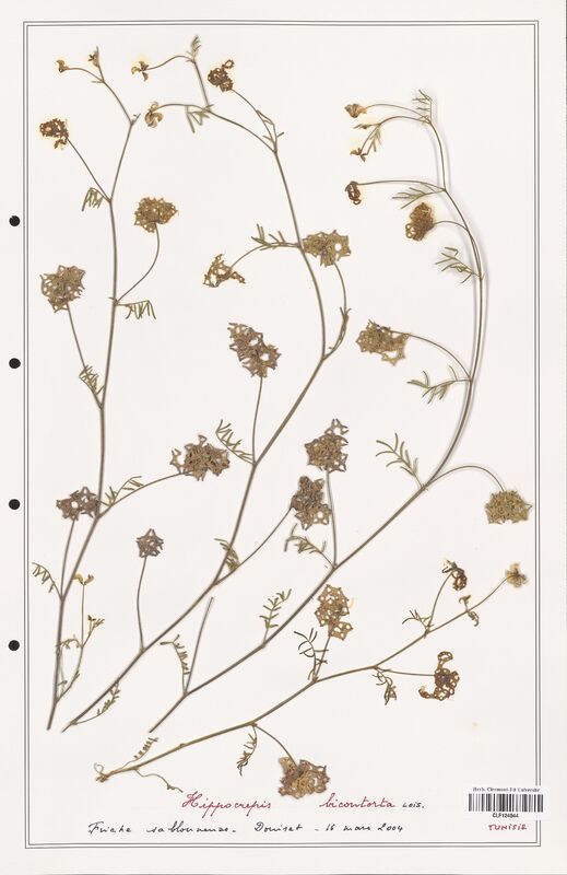 Hippocrepis bicontorta  (Fabaceae)