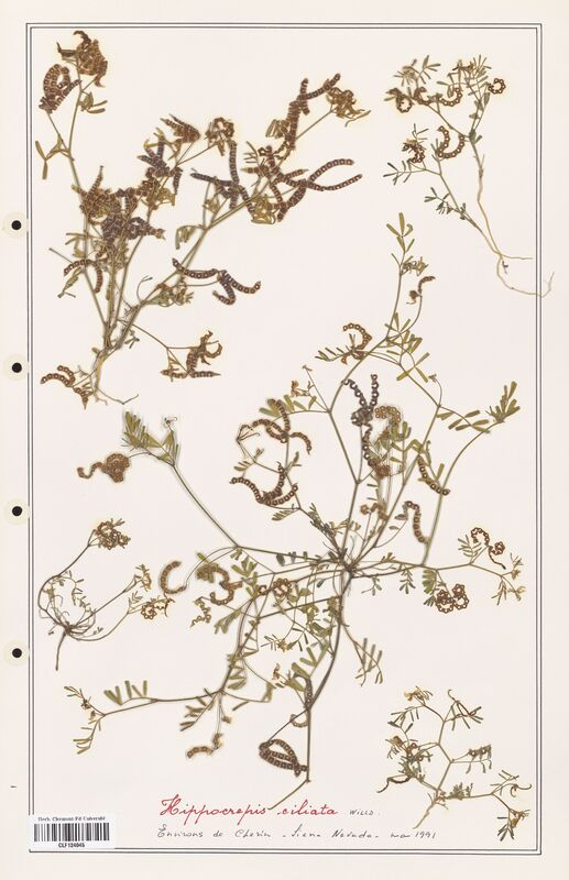 Hippocrepis ciliata  (Fabaceae)