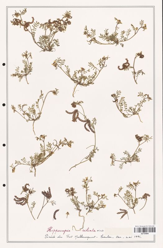 Hippocrepis ciliata  (Fabaceae)