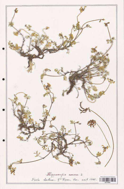 Hippocrepis comosa  (Fabaceae)