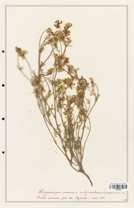 Hippocrepis comosa  (Fabaceae)