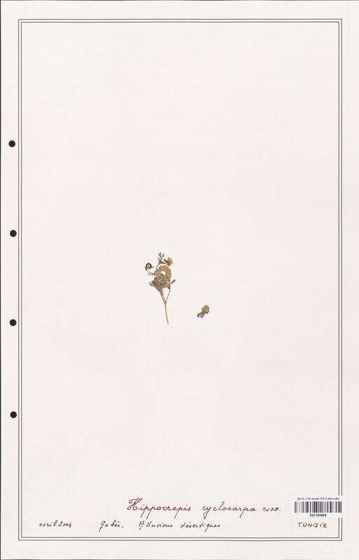 Hippocrepis cyclocarpa  (Fabaceae)