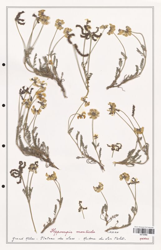 Hippocrepis monticola  (Fabaceae)