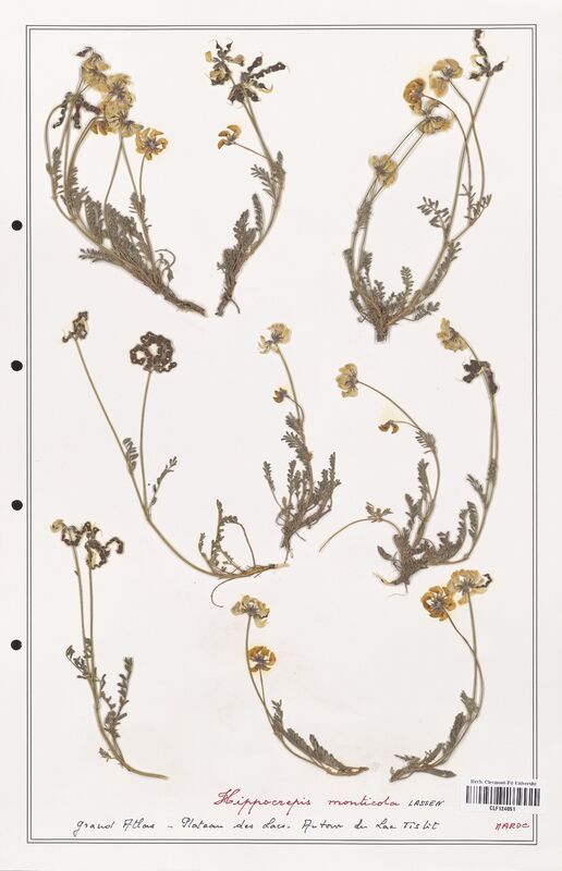 Hippocrepis monticola  (Fabaceae)