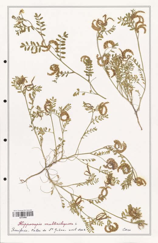 Hippocrepis multisiliquosa  (Fabaceae)