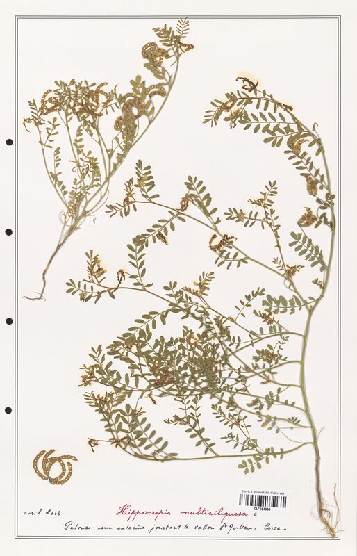 Hippocrepis multisiliquosa  (Fabaceae)