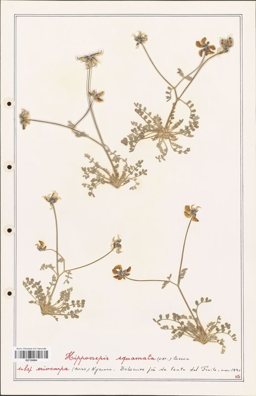 Hippocrepis squamata  (Fabaceae)