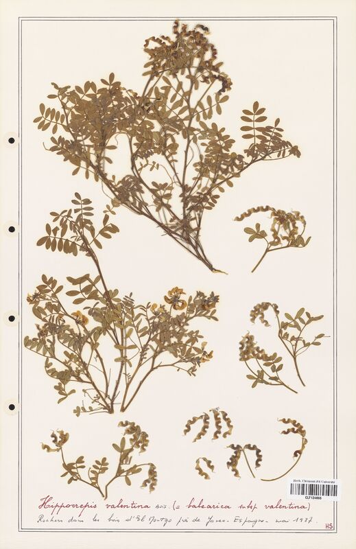 Hippocrepis valentina  (Fabaceae)