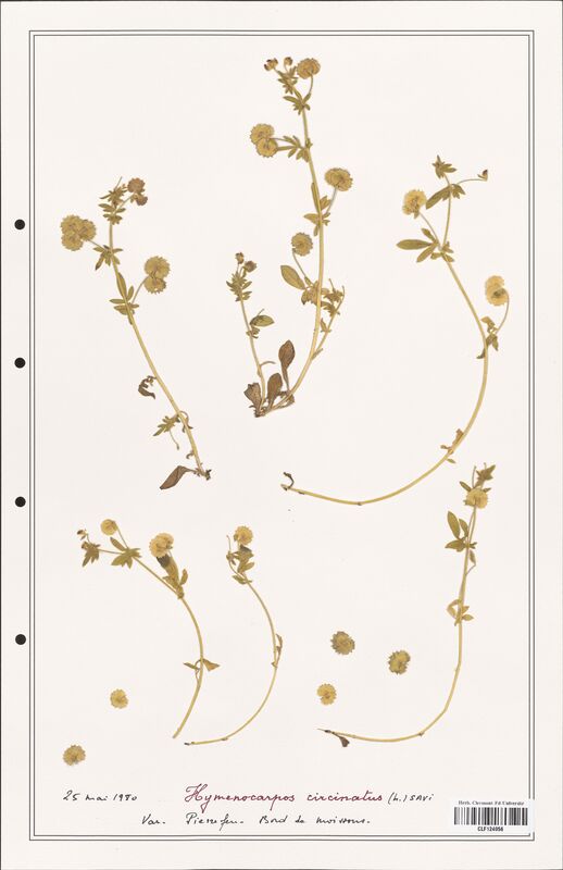 Hymenocarpus circinatus  (Fabaceae)