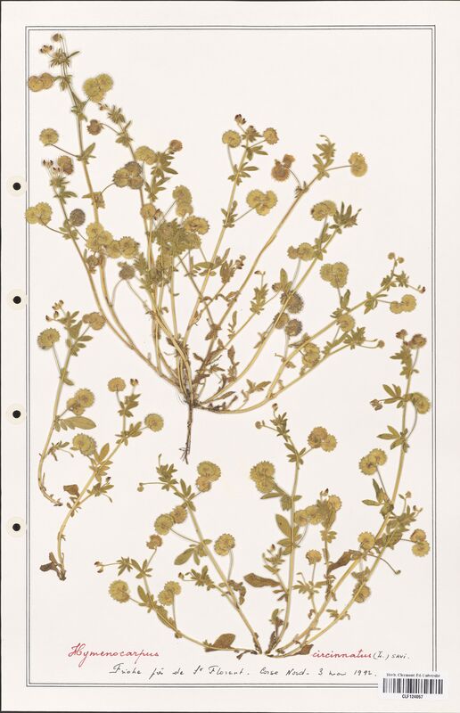 Hymenocarpus circinatus  (Fabaceae)