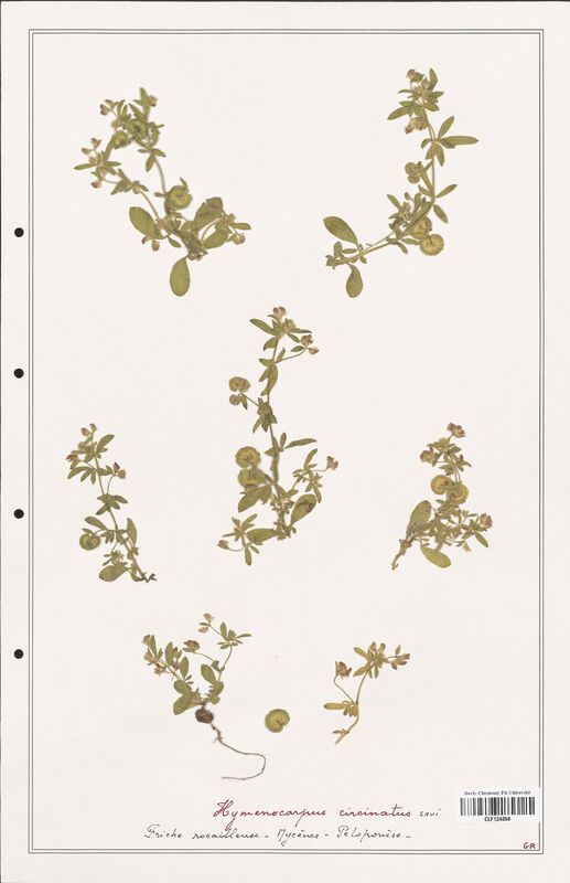 Hymenocarpus circinatus  (Fabaceae)