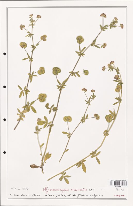 Hymenocarpus circinatus  (Fabaceae)