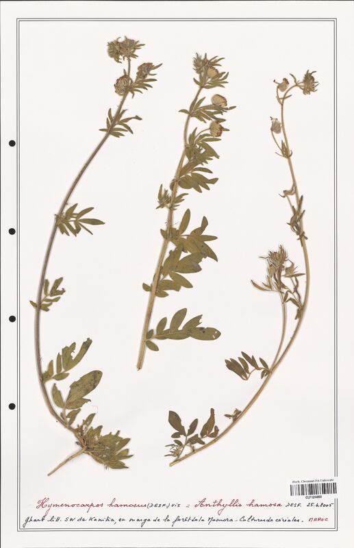 Hymenocarpus hamosus  (Fabaceae)