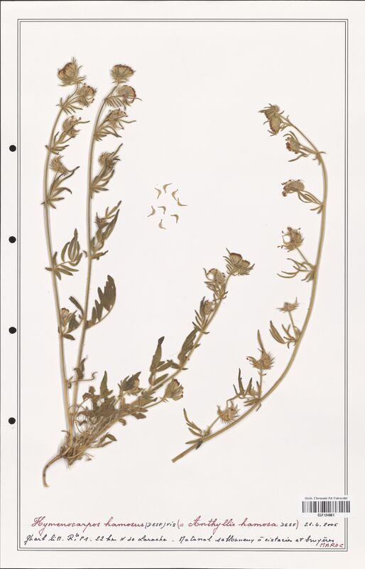 Hymenocarpus hamosus  (Fabaceae)