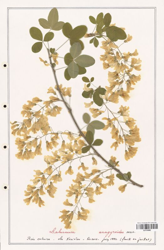 Laburnum anagyroides  (Fabaceae)