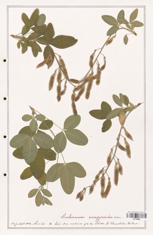 Laburnum anagyroides  (Fabaceae)