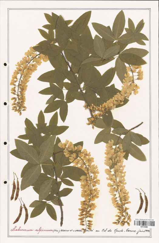 Laburnum alpinum  (Fabaceae)