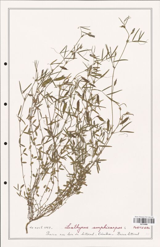 Lathyrus amphicarpos  (Fabaceae)