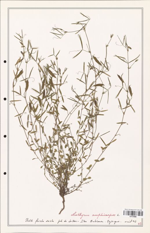 Lathyrus amphicarpos  (Fabaceae)