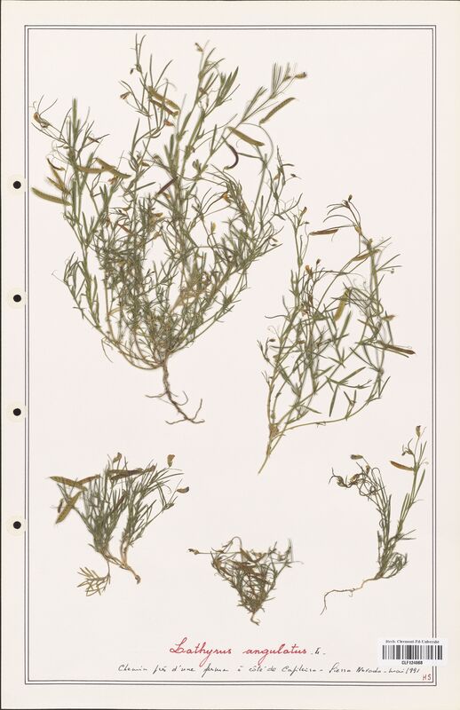 Lathyrus angulatus  (Fabaceae)